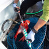 STUDIO OCEAN MARK OCEAN HOOKS REMOOVER STUDIO OCEAN MARK OCEAN HOOKS REMOOVER