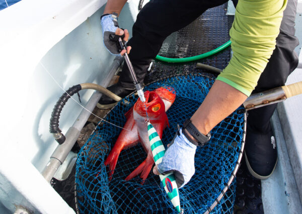 STUDIO OCEAN MARK OCEAN HOOKS REMOOVER STUDIO OCEAN MARK OCEAN HOOKS REMOOVER
