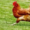 το πόδι της κότας